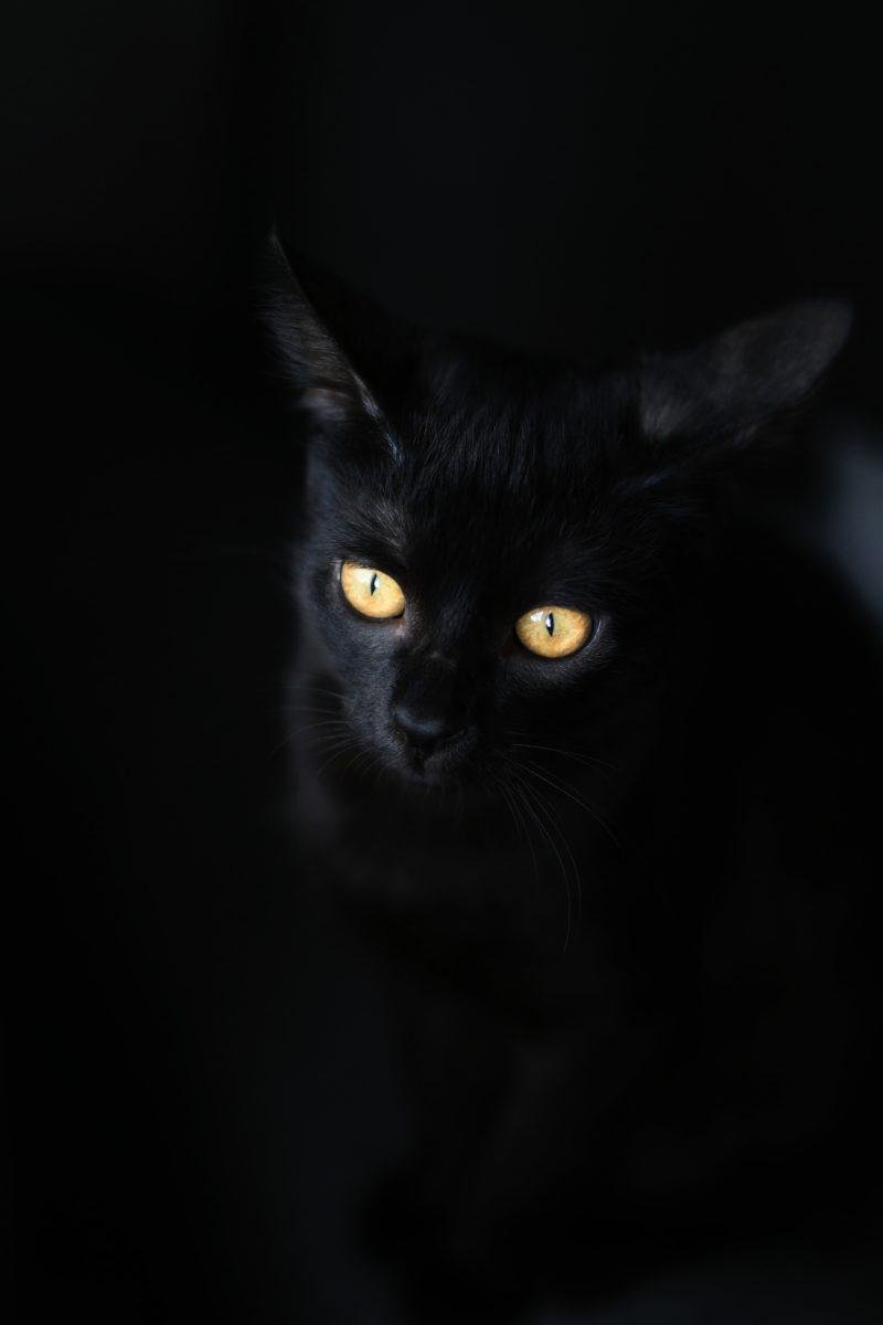 Cat dark wallpapers