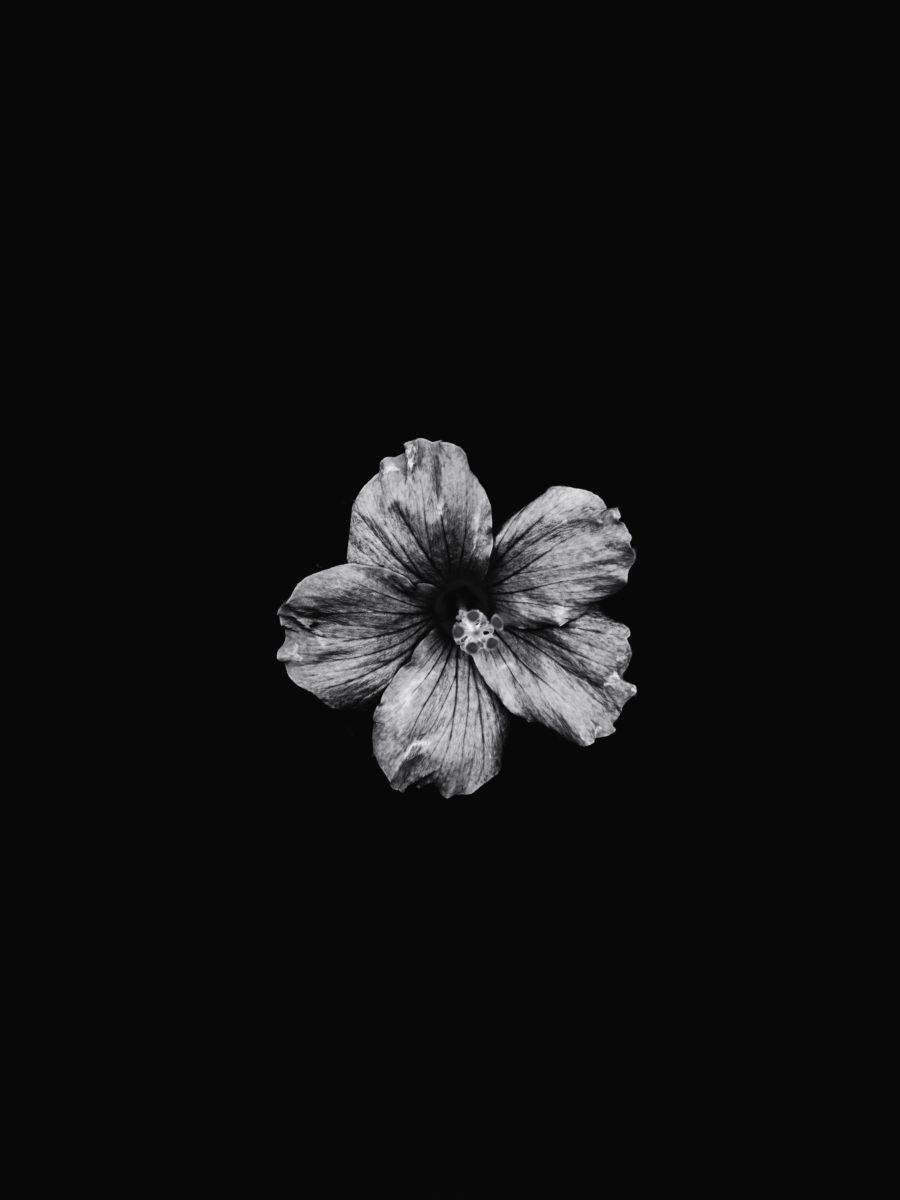 Flower dark wallpapers