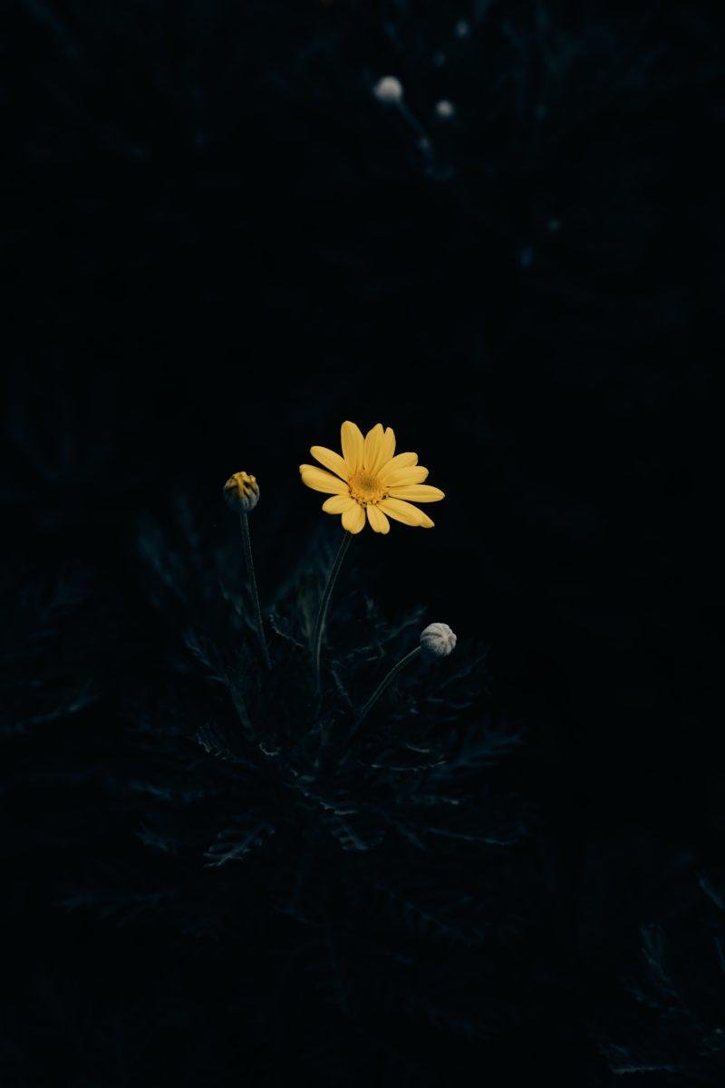 Dark flower black background iphone HD wallpapers | Pxfuel