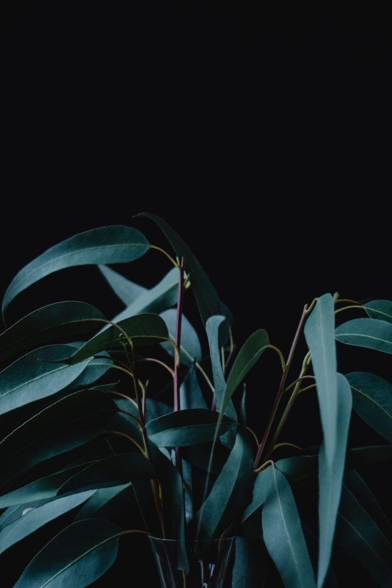 Plant dark wallpapers