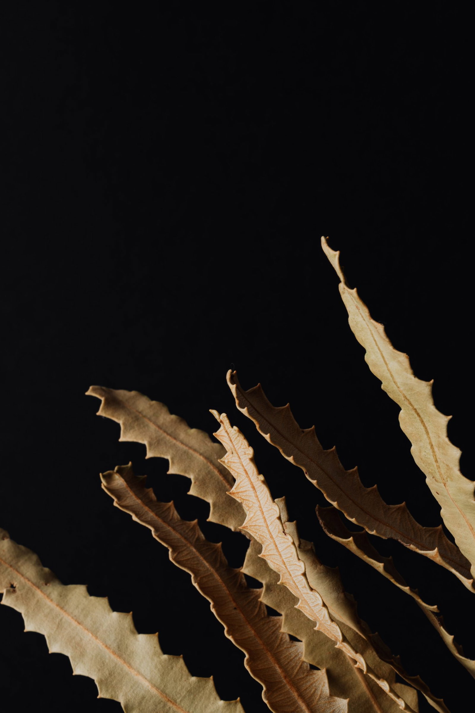 33 Aesthetic Dark Wallpapers For iPhone (Free HD Download)