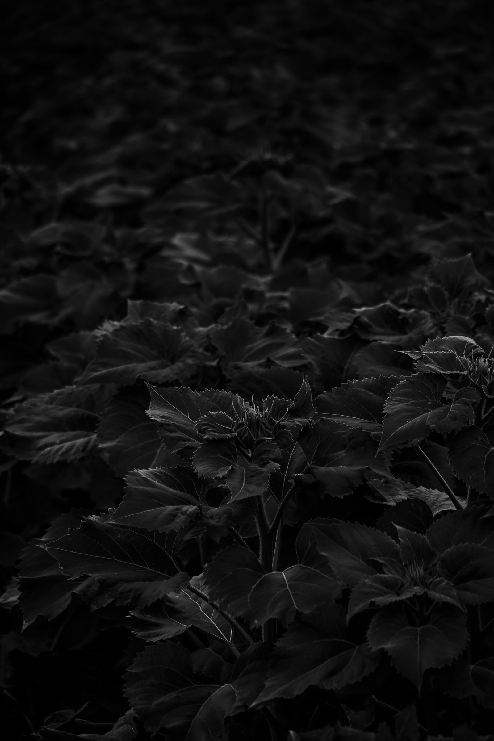 33 Aesthetic Dark Wallpapers For iPhone (Free HD Download)