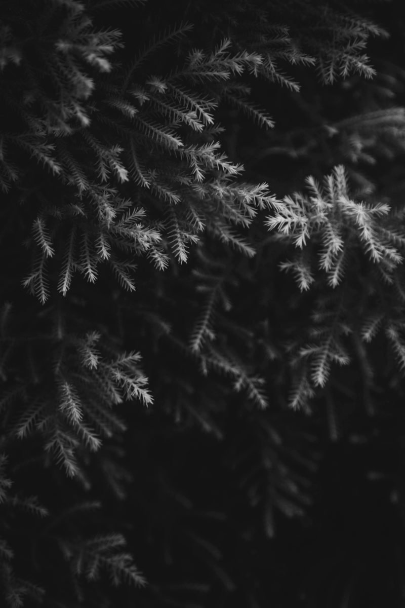 Plant dark wallpapers