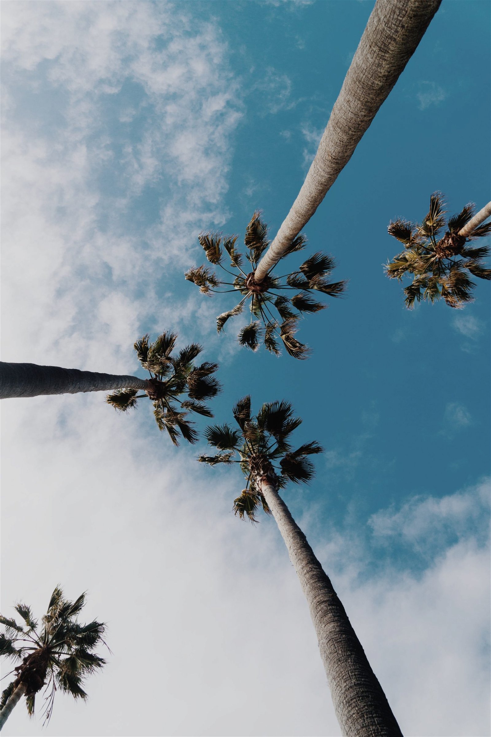 Palms Aesthetic iPhone Wallpaper